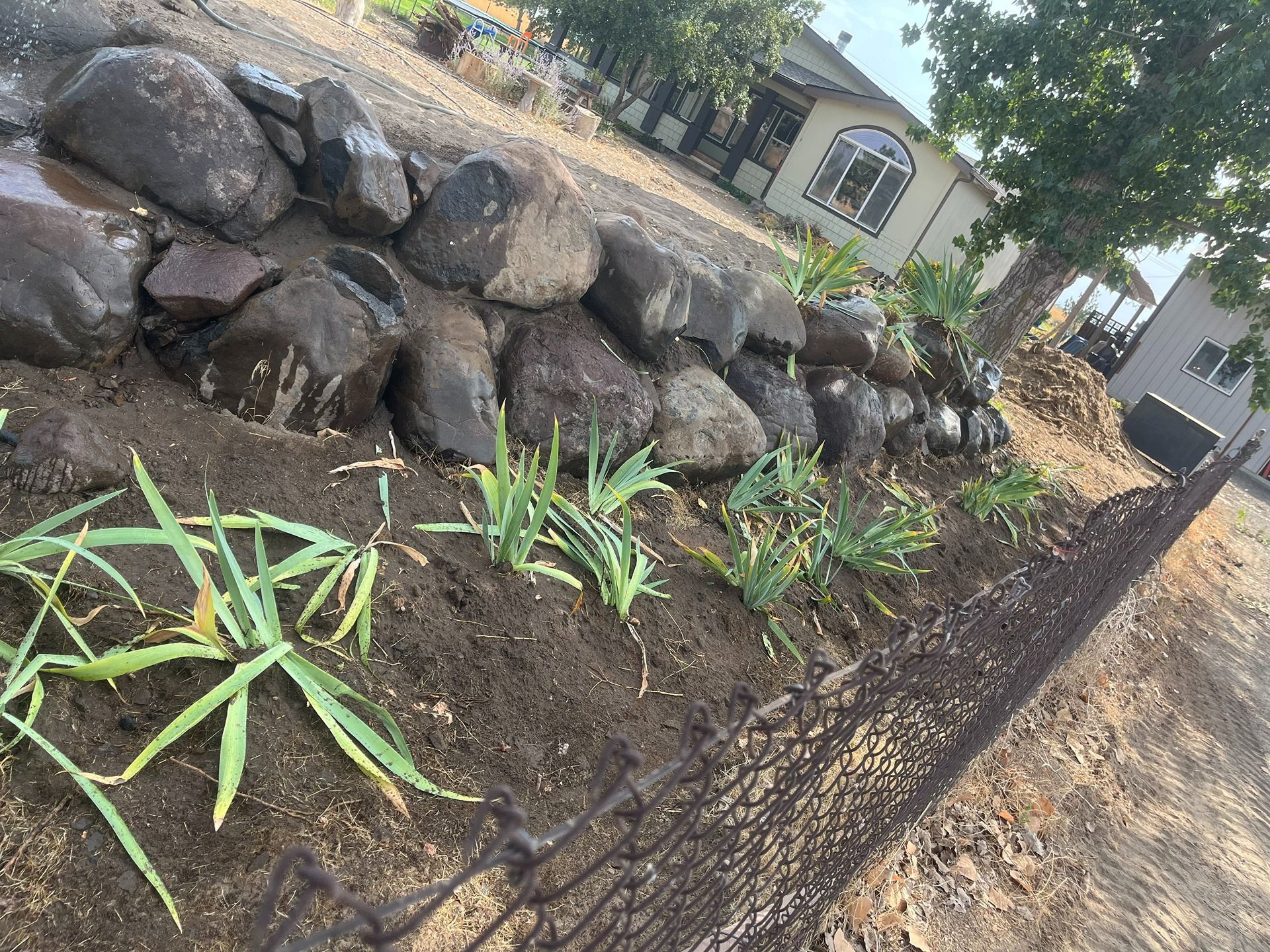 A garden bed with young green plants planted in dark soil in front of a stone retaining wall and a house.