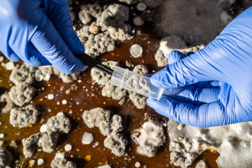a person wearing blue gloves is holding a syringe over a mouldy surface