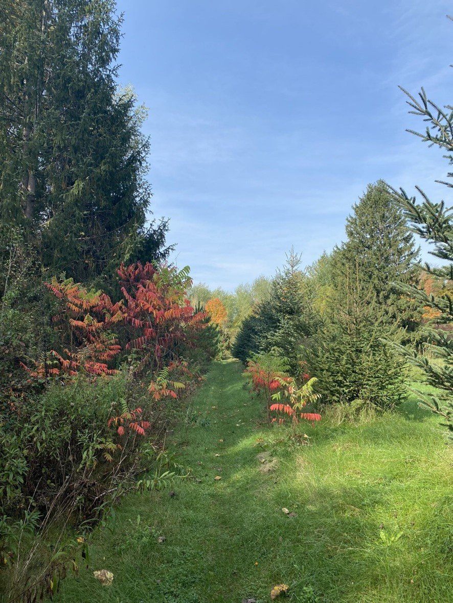 A grass hiking path between two rows of trees