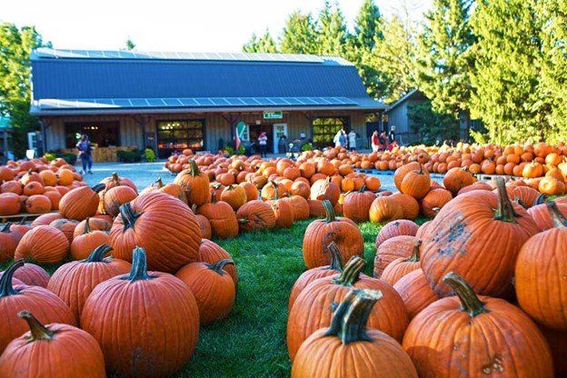 Hundreds of orange pumpkins in front of Strom's Market and Bakery