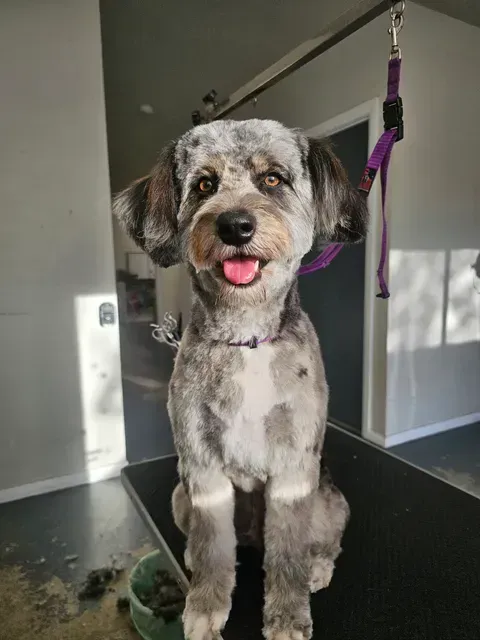 K9 dog