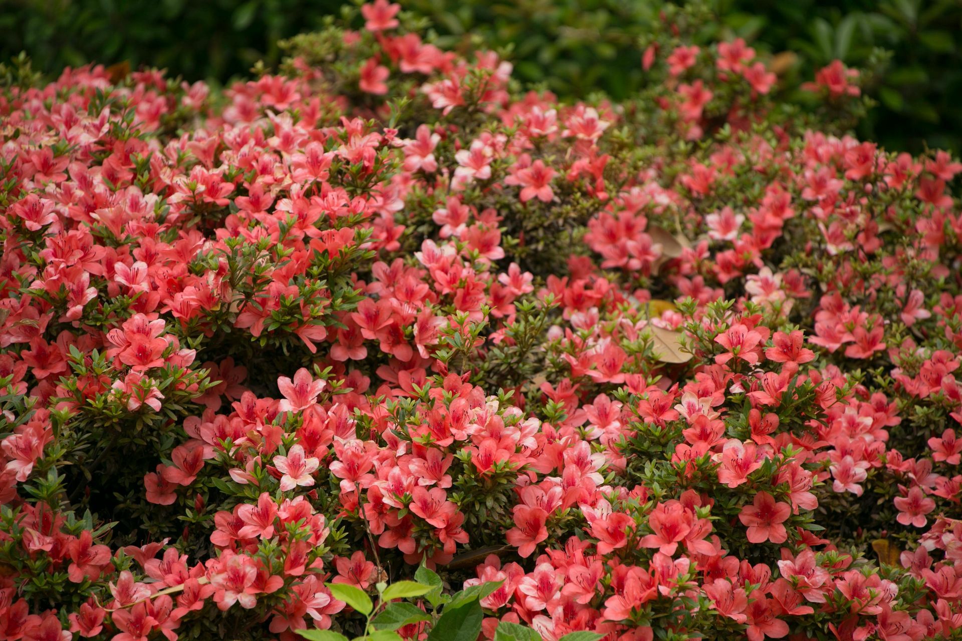 Pruning Azaleas - Oriole Landscaping - Richmond VA