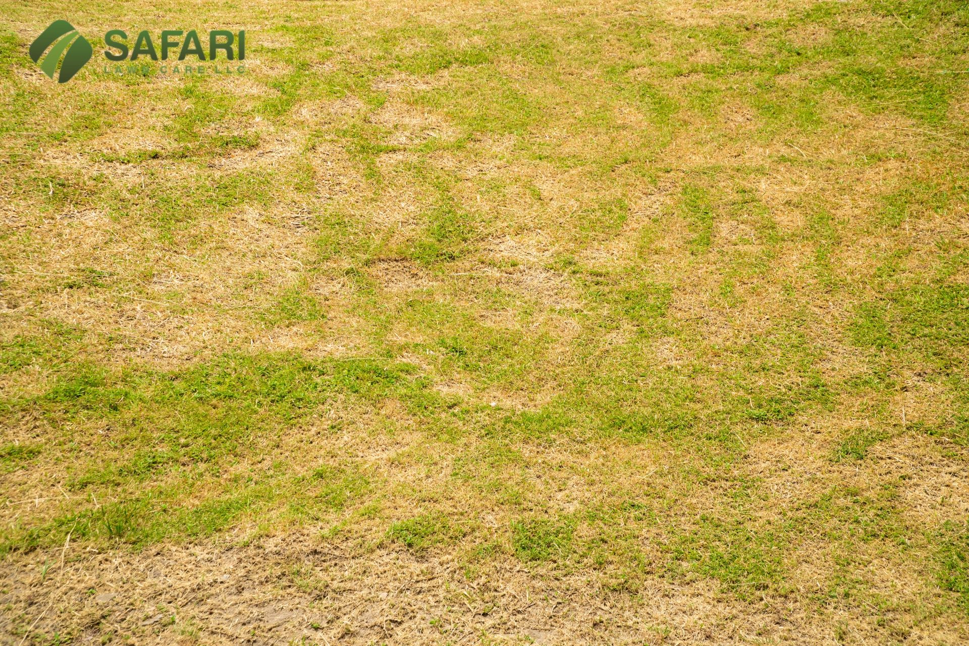 Lawn Care in Drought Conditions: Tips and Tricks for Boise Idaho