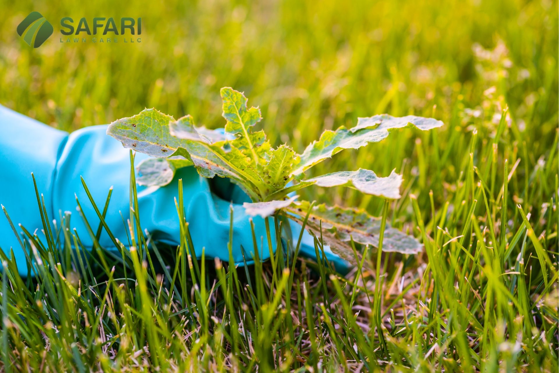 Effective Fall Weed Control Strategies for Lawns in Boise ID