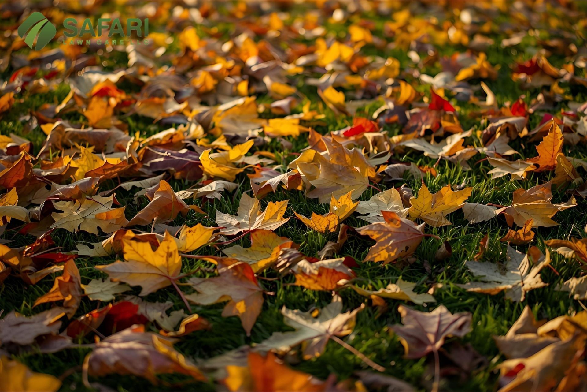 Dealing with Leaf Fall in Boise - Safari Lawn Care