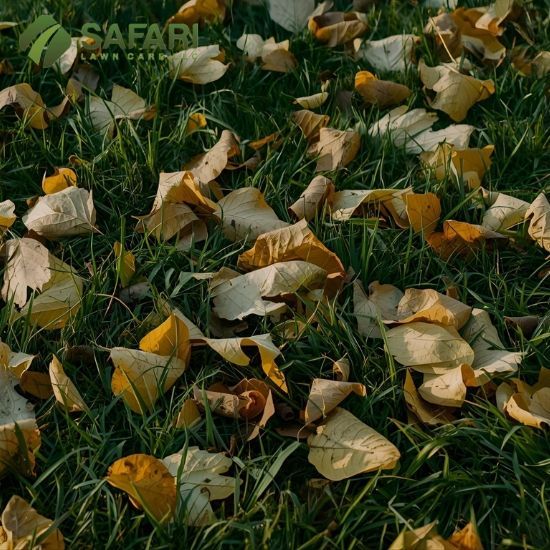 Leaf Fall in Boise - Safari Lawn Care