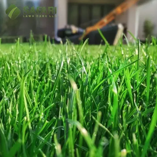 Pre-Spring Lawn Care in Boise - Safari Lawn Care