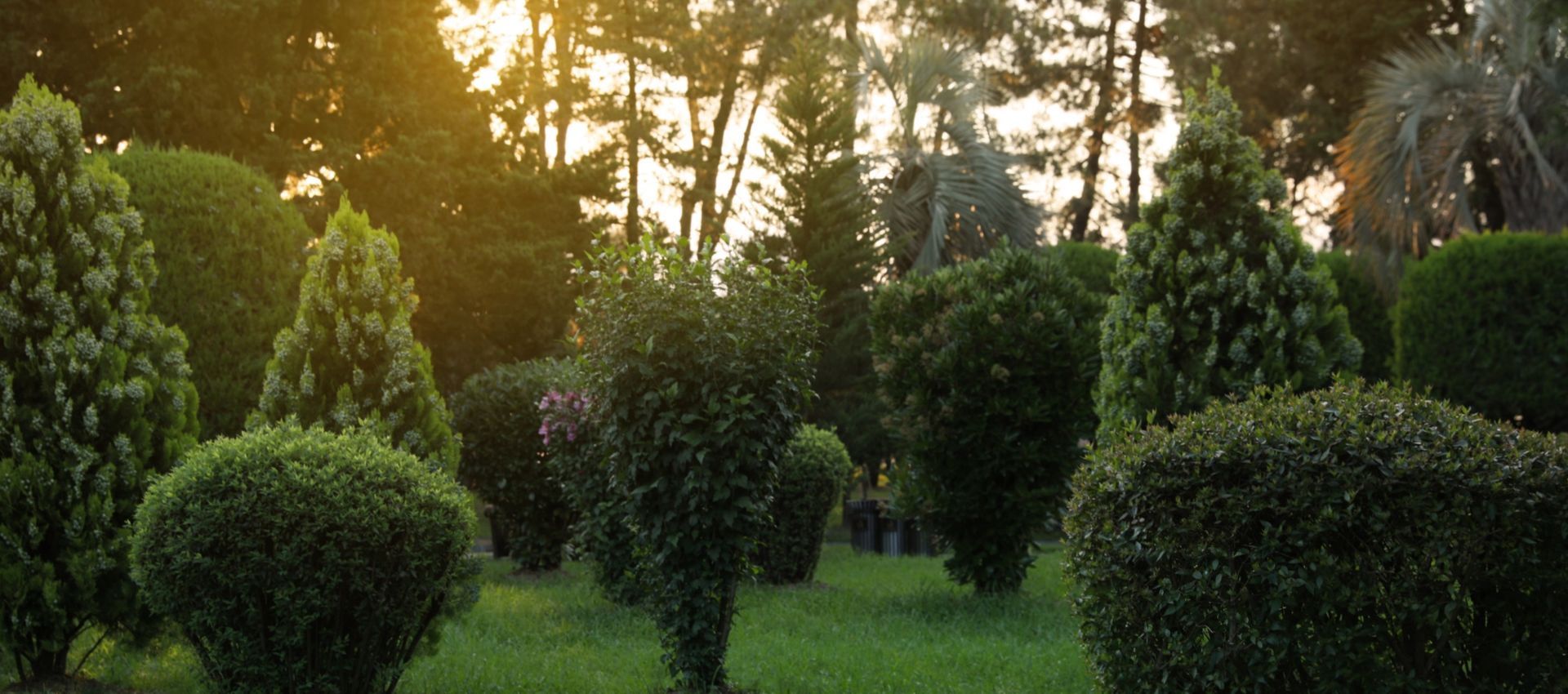 Boise Idaho Tree and Shrub care experts.