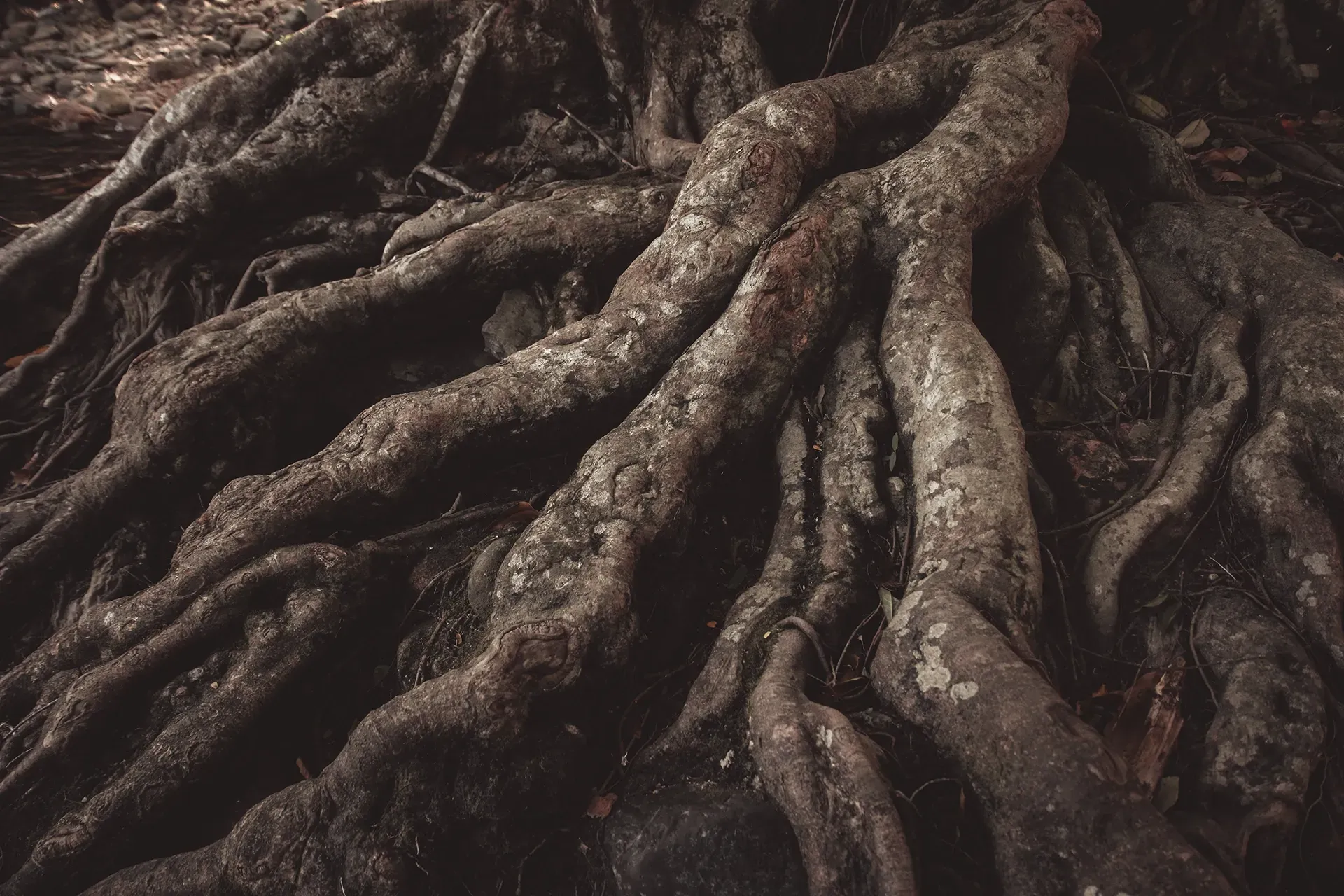 a close up of a tree roots growing out of the ground .