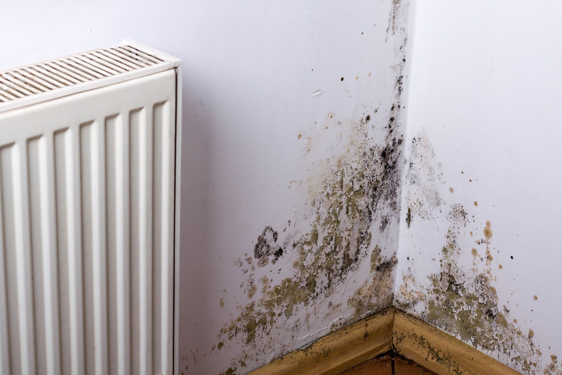 Home inspector checking for hidden mold