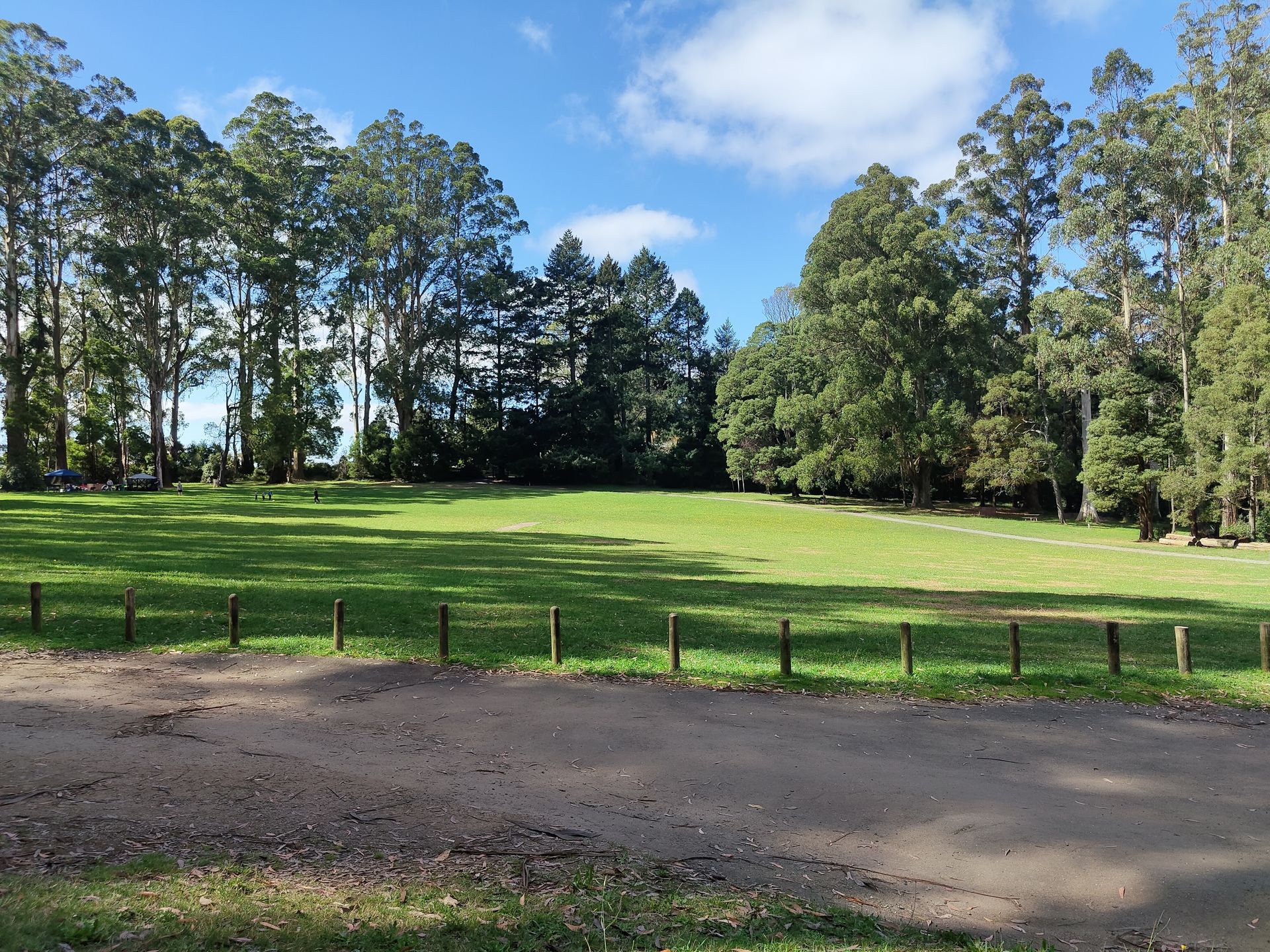 Sunny grassy field bordered by tall trees under a blue sky, with a dirt road in the foreground.