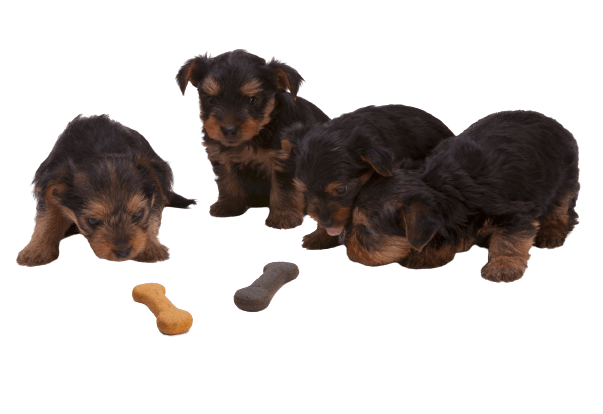 gourmet dog food