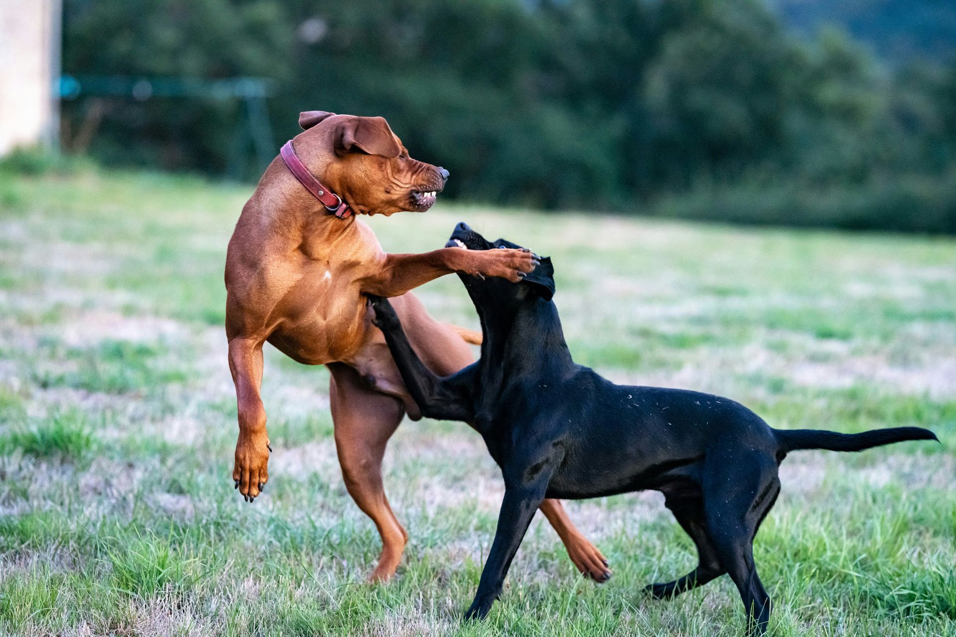 Two dogs playing in a grassy field; one brown, one black. The brown dog stands on hind legs, pawing the other.