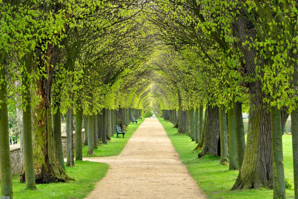 viale alberato