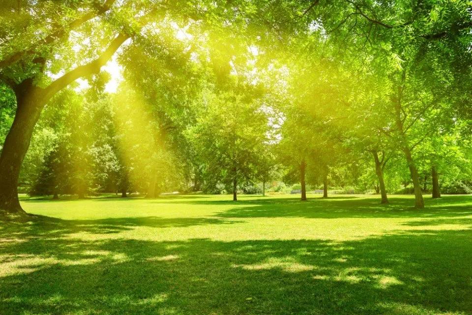Il sole splende attraverso gli alberi in un parco
