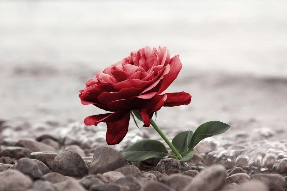 Una rosa rossa cresce da un mucchio di rocce