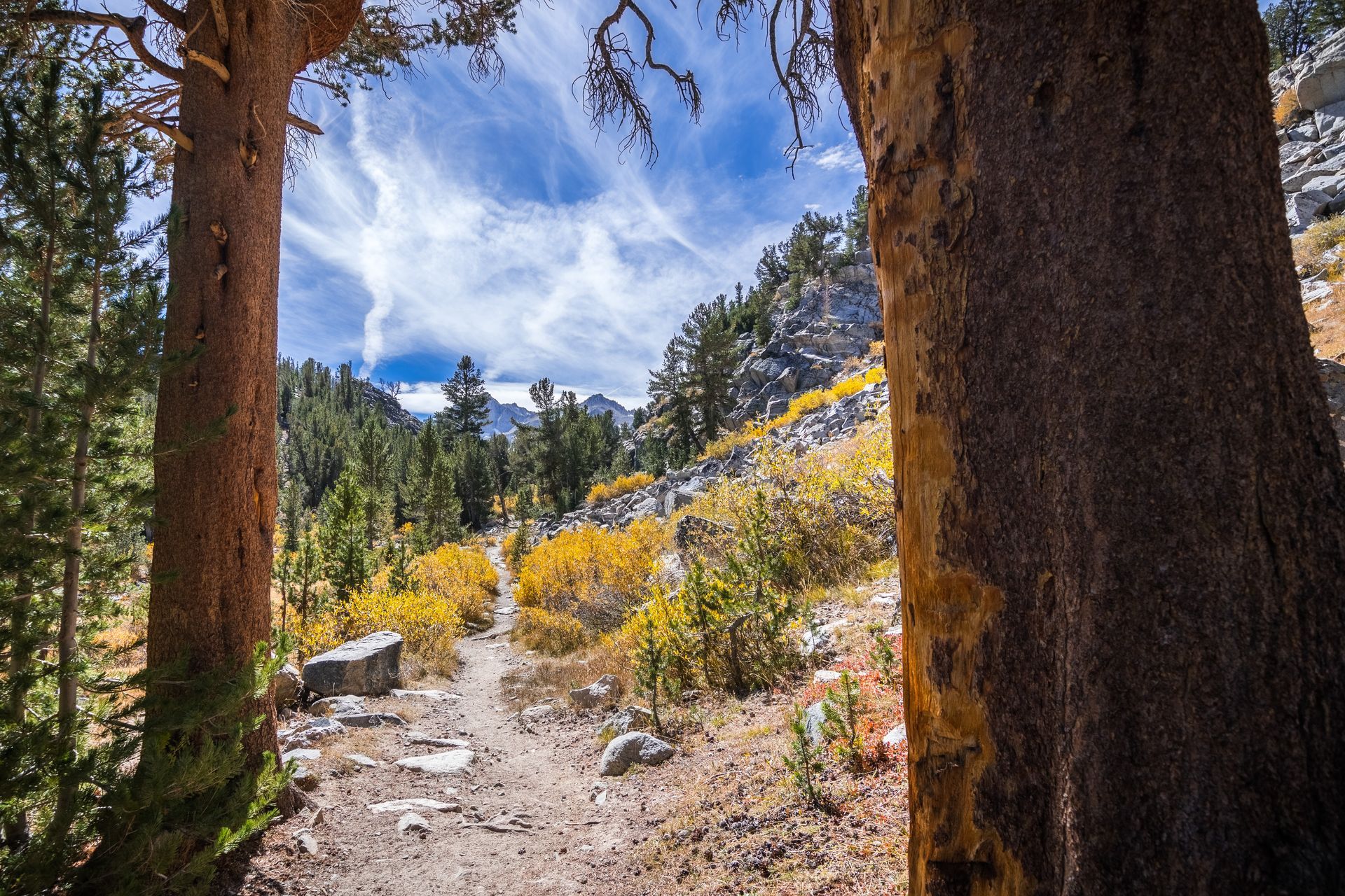 Forest trail framed by tall trees, with a rocky path, yellow wildflowers, and mountains under a blue sky.
