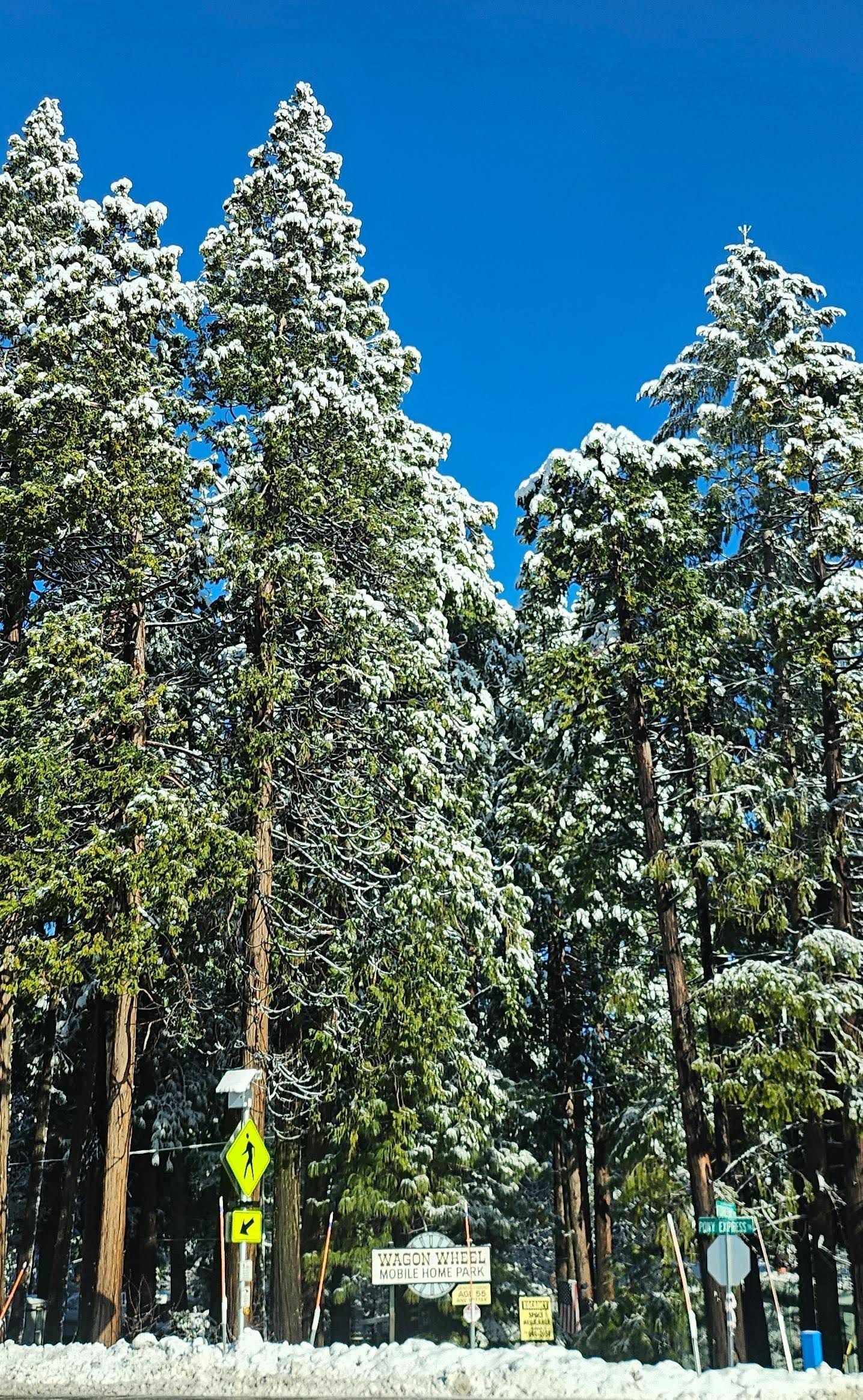 Snow-covered evergreen trees beside a road under a clear blue sky