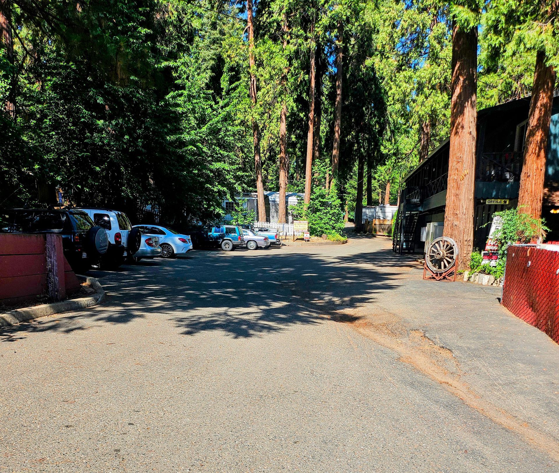 Tree-lined paved road with parked cars and buildings on both sides in bright sunlight