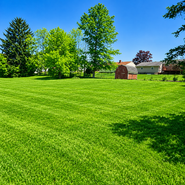 Sunny green park with trees, a small shed, and clear blue sky