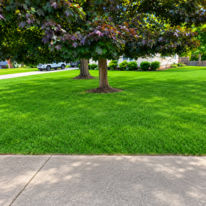 Lush green lawn with two trees and a sidewalk in a suburban park or neighborhood.