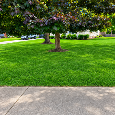Green park lawn with trees beside a sidewalk and street