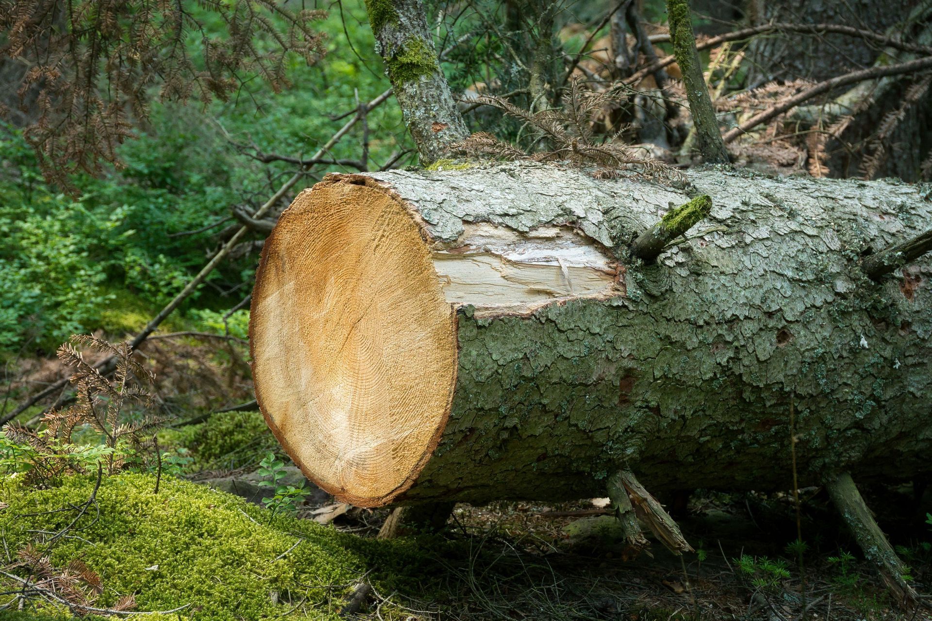 Freshly cut tree trunk lying in a forest, with mossy bark and green undergrowth.