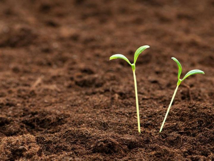 Two small green seedlings emerging from dark brown soil.