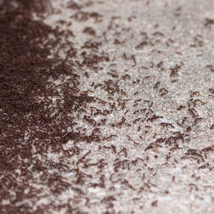 Many small dark ants crawl on a light gray surface, forming a dense cluster.