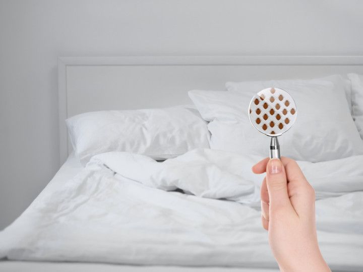 Hand holding magnifying glass over bed, showing bed bugs; white bedding, bedroom setting.