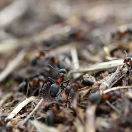 Red and black ants crawling on a forest floor, surrounded by twigs and debris.