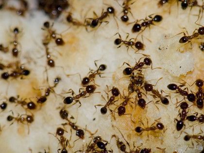 Ants swarming on a piece of light-colored food, likely fruit, gathering to eat.