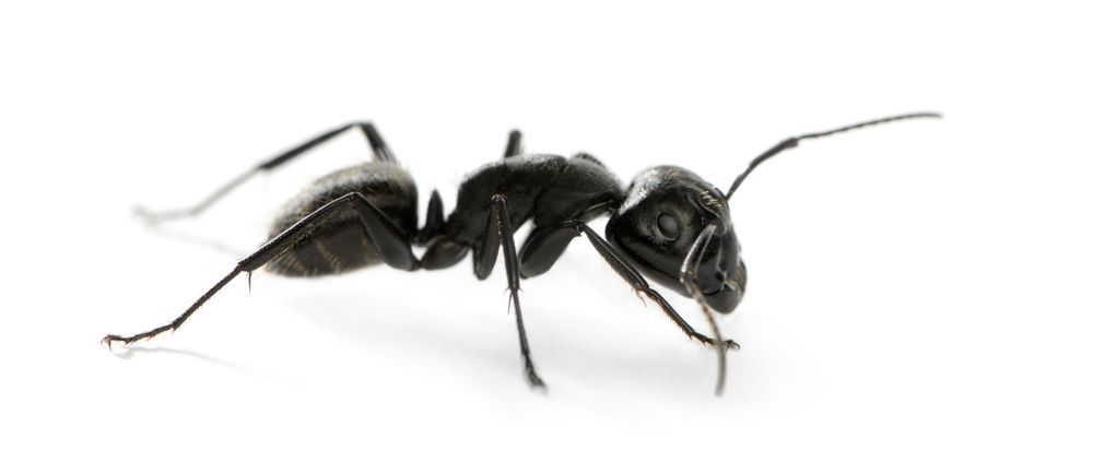 Black ant on a white surface. Close-up side view of the insect with visible segments and antennae.