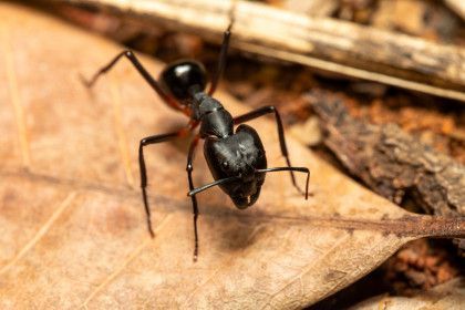 Black ant with red midsection on a brown leaf, outdoors.