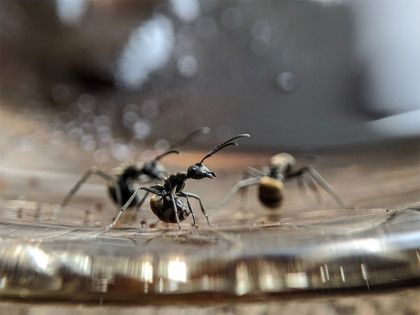 Three black ants on a clear glass surface, one carrying something, close-up with blurry background.