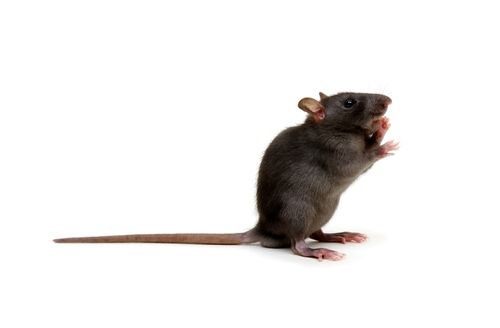 Black rat standing on hind legs, tail extended, against a white background.