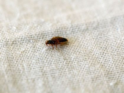 Bedbug on off-white fabric, small and brown.