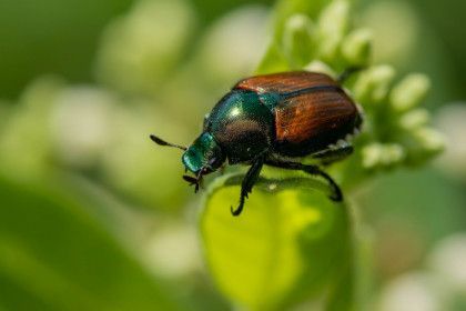 Japanese beetle on a green plant stem, with a metallic green head and brown wings.