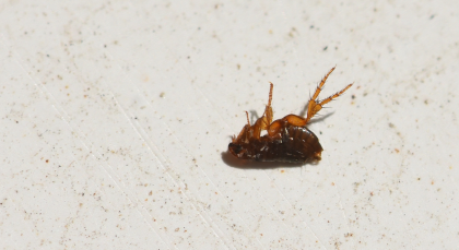 Dead cockroach lying on its back on a white surface.