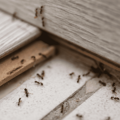 Ants crawling on a white floor and wood trim.