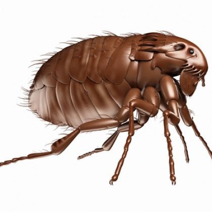 Brown flea with six legs, curled up, ready to jump.