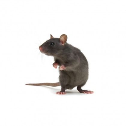 Gray rat standing on hind legs, looking to the side with tail trailing.