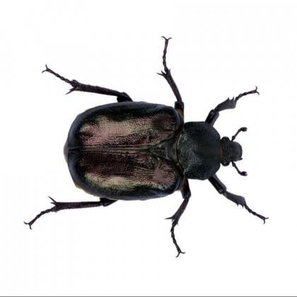 A shiny black beetle with iridescent purple-bronze back sits on a white background.