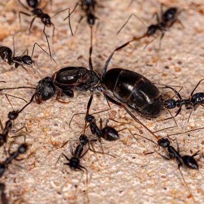 Black ants swarm a larger, black queen ant on a light brown surface.