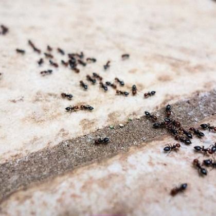 Group of small black ants crawling on a light-colored surface.