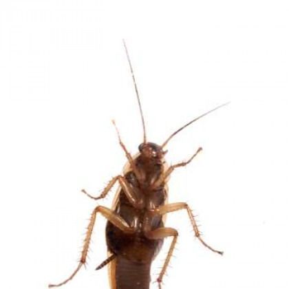 Brown cockroach with long antennae against a white background.