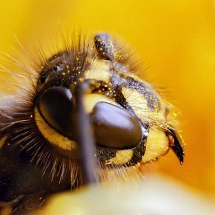 Close-up of a wasp head, black and yellow, covered in yellow pollen, with large compound eyes.