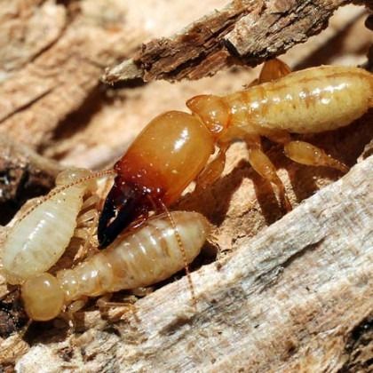 Termite soldier with large mandibles alongside workers on wood.