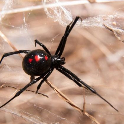 Black widow spider with red markings on abdomen, perched on web.