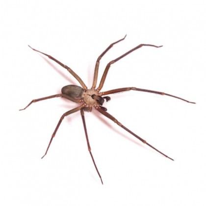Brown recluse spider with long legs and a dark brown violin-shaped marking on its cephalothorax.